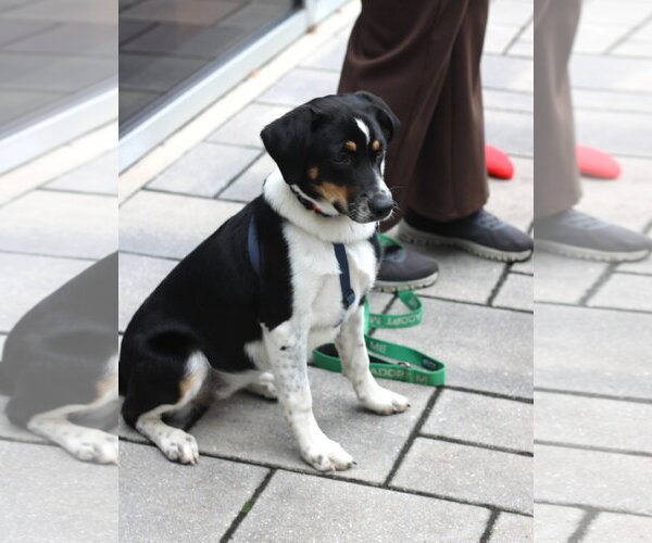 Medium Photo #4 Border Collie-Unknown Mix Puppy For Sale in Oakhurst, NJ, USA