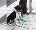 Small Photo #4 Border Collie-Unknown Mix Puppy For Sale in Oakhurst, NJ, USA