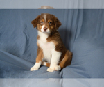 Small #2 Australian Shepherd