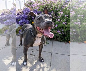 Keisy - Female American Bulldog-American Staffordshire Terrier Mix Dog for Adoption - Photo #2