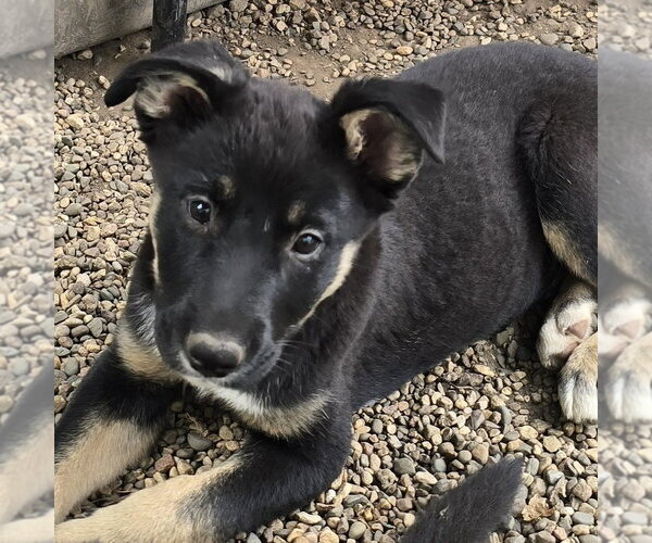 Medium Photo #1 German Shepherd Dog-Unknown Mix Puppy For Sale in Minneapolis, MN, USA
