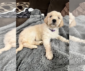 Goldendoodle Puppy for sale in CHARLOTTE, NC, USA