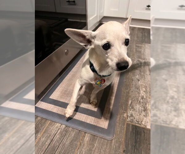 Medium Photo #2 Chihuahua-Unknown Mix Puppy For Sale in Chandler, AZ, USA