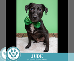 Small #8 Labrador Retriever Mix