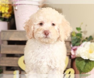 Poodle (Miniature) Puppy for sale in MOUNT VERNON, OH, USA