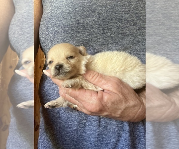 Medium Photo #2 Pomeranian Puppy For Sale in UNION, SC, USA