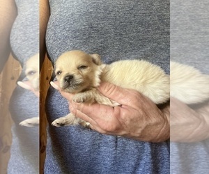 Medium Pomeranian