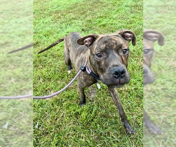 Medium Photo #1 Mutt Puppy For Sale in Forestville, MD, USA