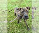 *KIRAN - Male Mutt Dog for Adoption - Small photo