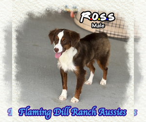 Miniature Australian Shepherd Puppy for sale in FORESTBURG, TX, USA
