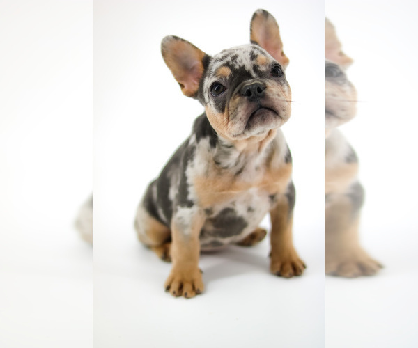 Medium Photo #2 French Bulldog Puppy For Sale in GAINESVILLE, FL, USA