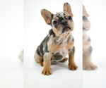 Small Photo #2 French Bulldog Puppy For Sale in GAINESVILLE, FL, USA