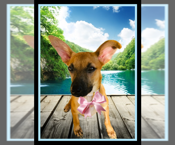 Medium Photo #4 Feist Terrier-Whippet Mix Puppy For Sale in Mt. Laurel, NJ, USA