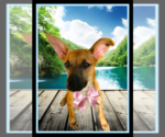 Small #3 Feist Terrier-Whippet Mix