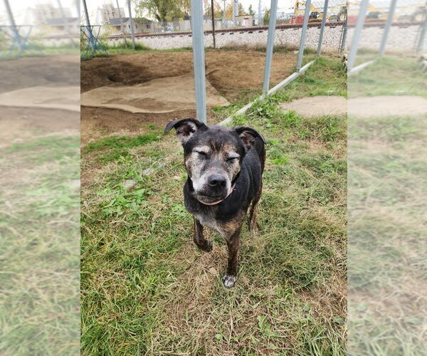 Medium Photo #4 Mutt Puppy For Sale in Evansville, IN, USA