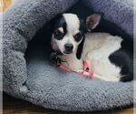 Small #2 Chihuahua Mix
