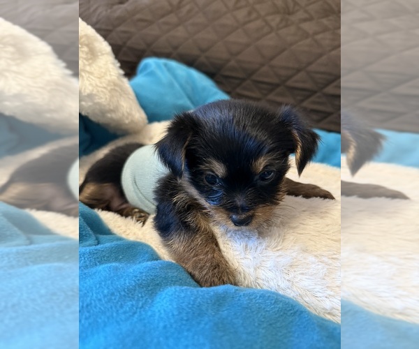 Medium Photo #8 Yorkshire Terrier Puppy For Sale in ORLANDO, FL, USA