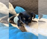 Small Photo #8 Yorkshire Terrier Puppy For Sale in ORLANDO, FL, USA