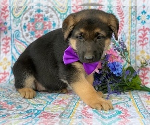 German Shepherd Dog Puppy for sale in LANCASTER, PA, USA