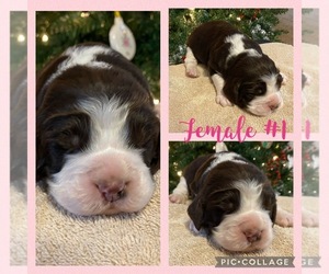 English Springer Spaniel Puppy for sale in SEAGROVE, NC, USA