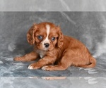 Small #2 Cavalier King Charles Spaniel