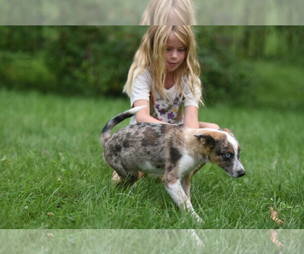 Medium Photo #4 Mutt Puppy For Sale in Mechanicsburg, PA, USA