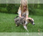 Small #3 Mutt