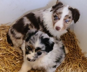 Australian Shepherd Puppy for sale in LATHAM, OH, USA