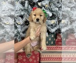 Small Photo #7 Golden Retriever Puppy For Sale in DAVENPORT, FL, USA