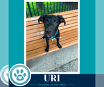 Small #12 Labrador Retriever Mix