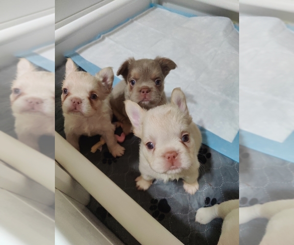 Medium Photo #25 French Bulldog Puppy For Sale in HIGHLAND VILL, TX, USA