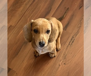 Dachshund Puppy for sale in GRANGER, TX, USA