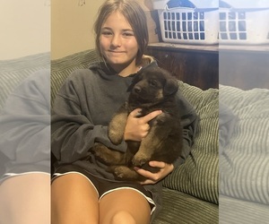 German Shepherd Dog Puppy for sale in SPRINGVILLE, IN, USA