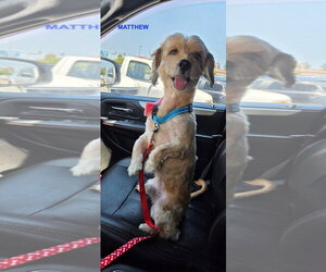 Cockapoo (Toy) Dogs for adoption in Woodland Hills, CA, USA