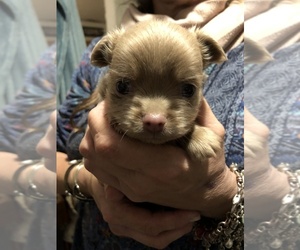 Chihuahua Puppy for sale in KALAMAZOO, MI, USA