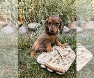 Dachshund Puppy for Sale in MIDDLEBURY, Indiana USA