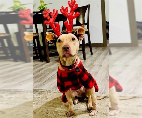 Medium Photo #1 American Pit Bull Terrier-Unknown Mix Puppy For Sale in Louisville, KY, USA