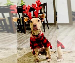 American Pit Bull Terrier-Unknown Mix Dogs for adoption in Louisville, KY, USA
