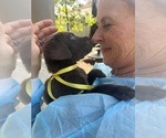Small Photo #14 Labrador Retriever Puppy For Sale in SIMI VALLEY, CA, USA