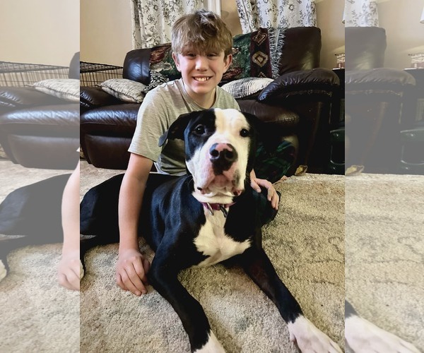 Medium Photo #1 Great Dane-Unknown Mix Puppy For Sale in Spotsylvania, VA, USA