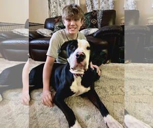 Great Dane-Unknown Mix Dogs for adoption in Spotsylvania, VA, USA