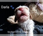 Small Photo #116 Goldendoodle (Miniature) Puppy For Sale in GASTONIA, NC, USA