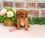 Small #5 Cavalier King Charles Spaniel