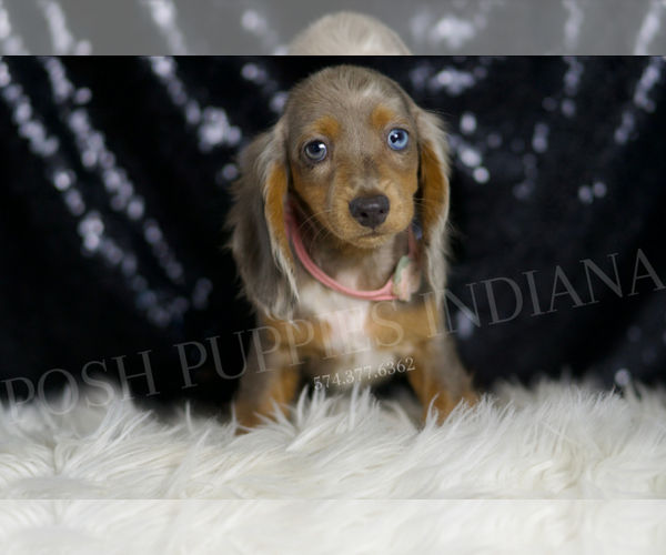 Medium Photo #6 Dachshund Puppy For Sale in WARSAW, IN, USA