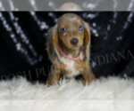 Small #5 Dachshund