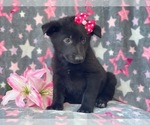 Small Photo #8 German Shepherd Dog Puppy For Sale in LAKELAND, FL, USA
