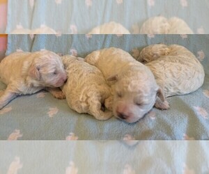 Bichon Frise Puppy for sale in BRAINERD, MN, USA