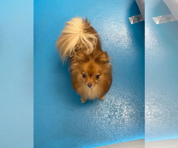 Medium Photo #2 Pomeranian-Unknown Mix Puppy For Sale in Muskegon, MI, USA