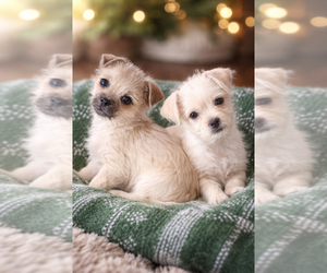 Pugshire Puppy for sale in THOMASVILLE, NC, USA