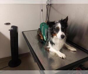 Mutt Dogs for adoption in Fort Lauderdale, FL, USA